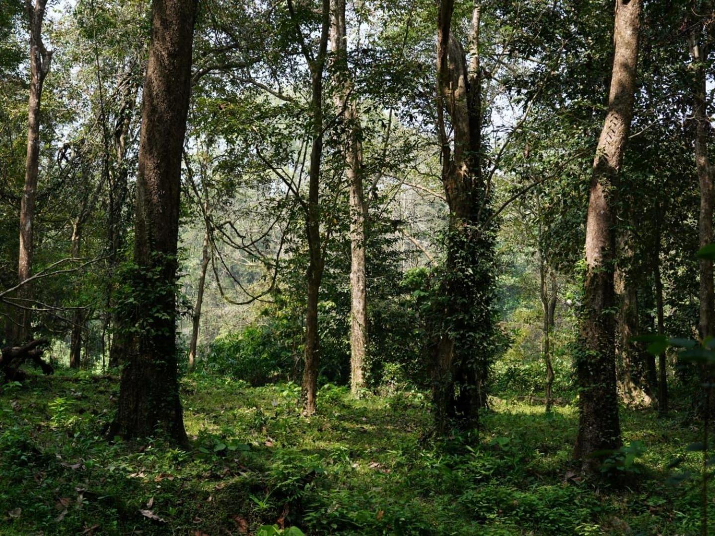 Sanjeevini Life Care Village - A Science Based Non - Invasive Holistic Wellness Destination Kochi Bagian luar foto